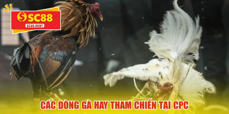 Các dòng gà hay tham chiến tại CPC