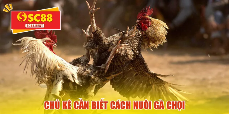 Chủ kê cần biết cách nuôi gà chọi
