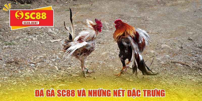 Đá gà SC88 và những nét đặc trưng