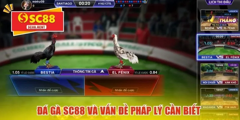 Đá gà SC88 và vấn đề pháp lý cần biết