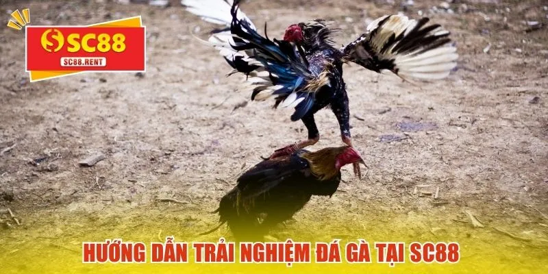 Hướng dẫn trải nghiệm đá gà tại SC88