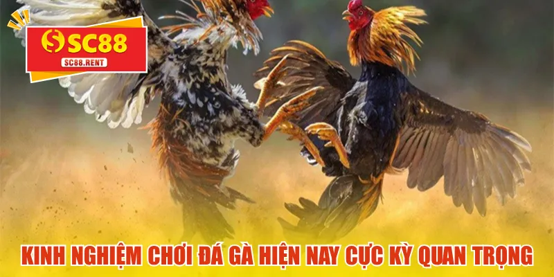 Kinh nghiệm chơi đá gà hiện nay cực kỳ quan trọng