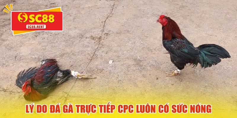 Lý do đá gà trực tiếp CPC luôn có sức nóng