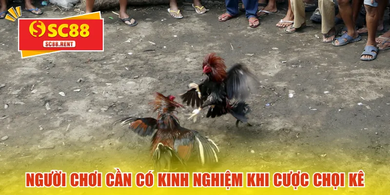 Người chơi cần có kinh nghiệm khi cược chọi kê