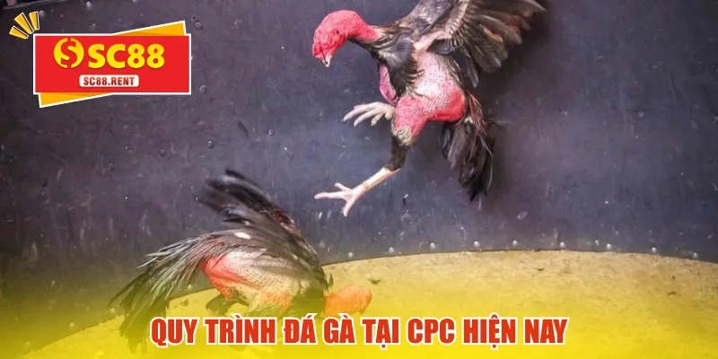 Quy trình đá gà tại CPC hiện nay